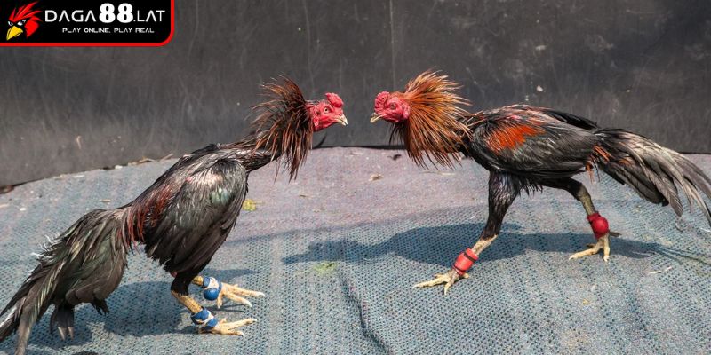 Cách hiểu đúng về chấp tiền
