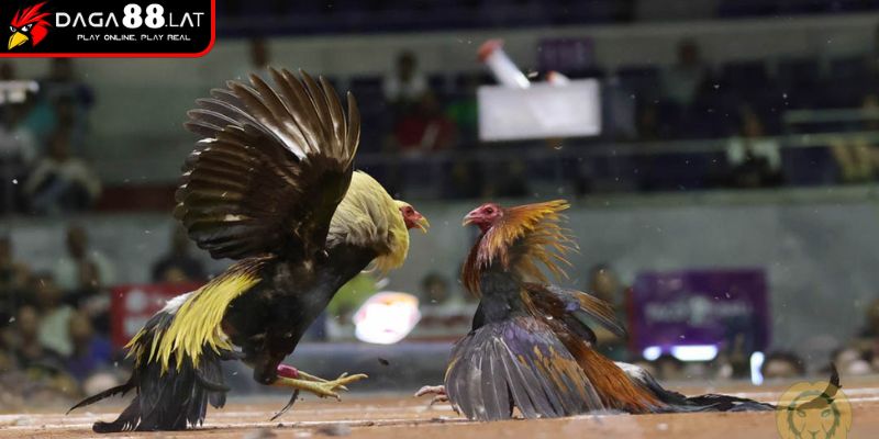 Điều chỉnh kèo chấp