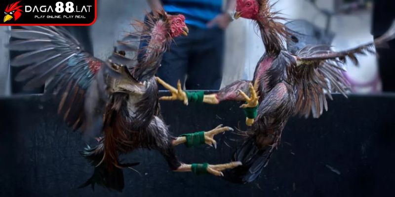 Cách chấp tiền gà chọi theo đòn lối