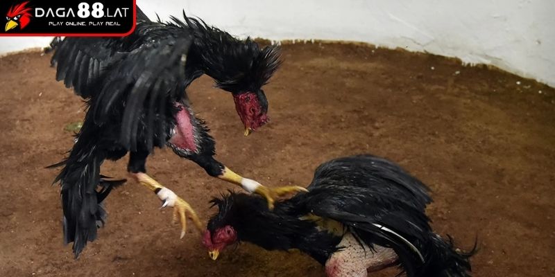 Các hình thức phổ biến
