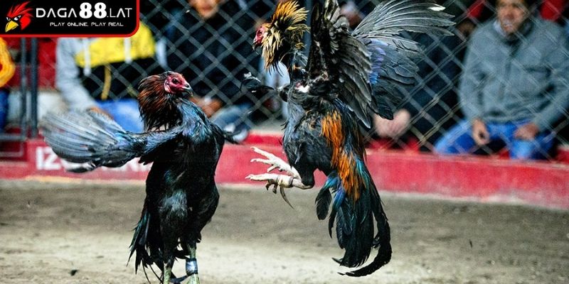 Cách chơi đá gà nhóm đòn phản công