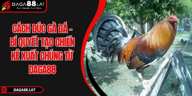 Cách Đúc Gà Đá - Bí Quyết Tạo Chiến Kê Xuất Chúng Từ DAGA88 3 Cách đúc gà đá