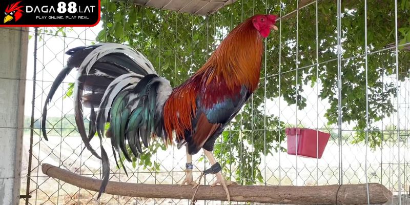 Cách Đúc Gà Đá - Bí Quyết Tạo Chiến Kê Xuất Chúng Từ DAGA88 1 Chọn gà trống chuẩn