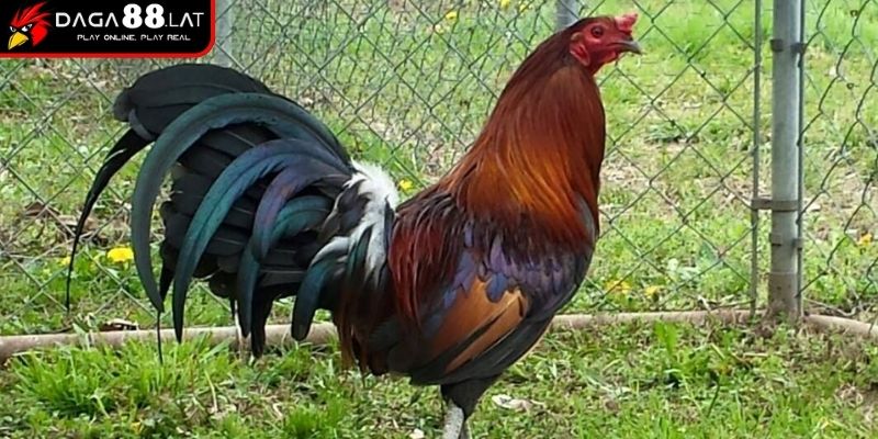 Lựa chọn giống chiến kê
