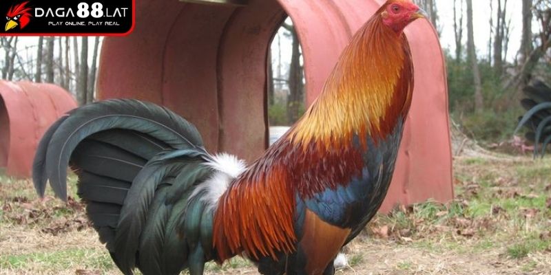 Tập bật và đập cánh