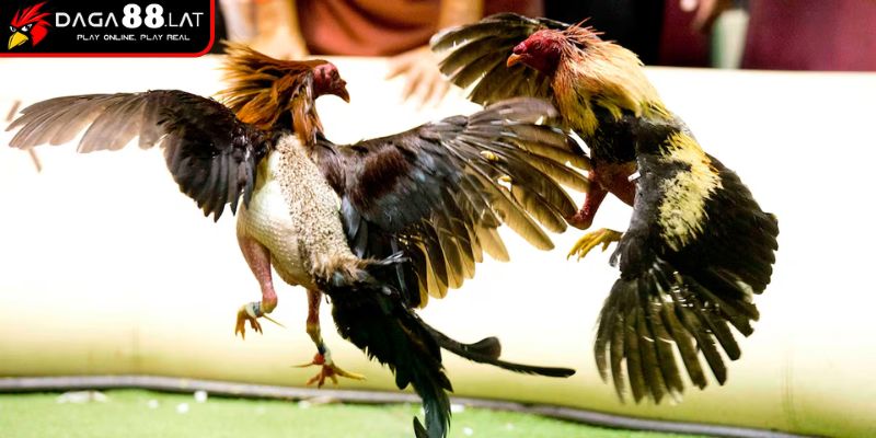 Đá Gà Cựa Dao DAGA88 - Sức Mạnh Trong Từng Cú Chém 3 Bí quyết chọn và huấn luyện chiến kê đá cựa dao chuẩn