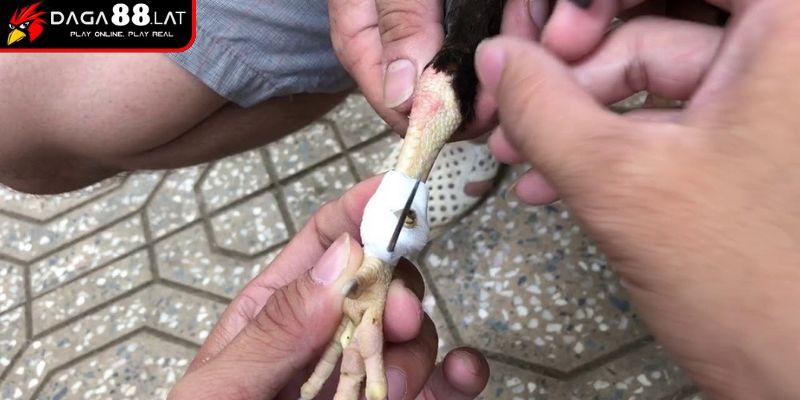 Đá Gà Cựa Dao DAGA88 - Sức Mạnh Trong Từng Cú Chém 2 Cách gắn chuẩn kỹ thuật