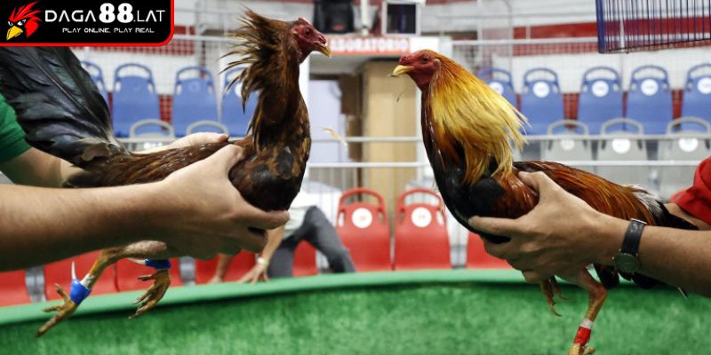 Đá Gà Cựa Dao DAGA88 - Sức Mạnh Trong Từng Cú Chém 1 Khác biệt đá gà cựa dao với truyền thống
