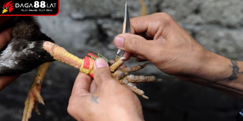 Cách gắn cựa đúng kỹ thuật