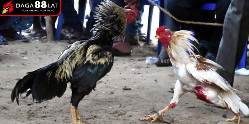 Cập nhật yếu tố quyết định chiến thắng trận đá gà cựa sắt