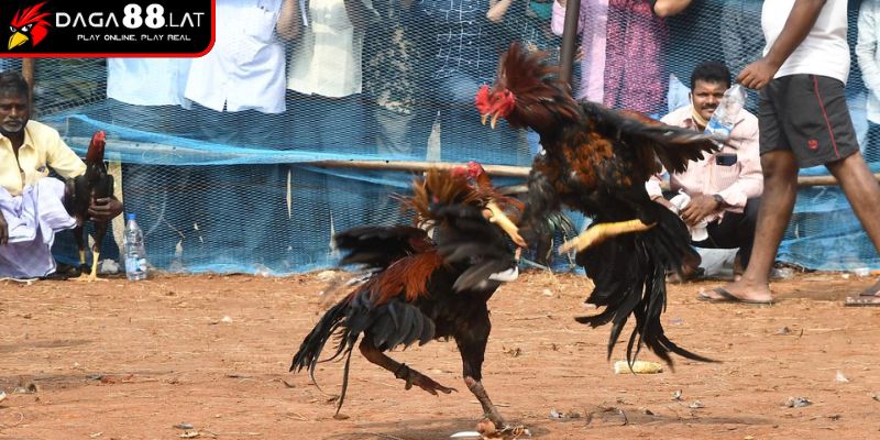 Nguồn gốc hình thành
