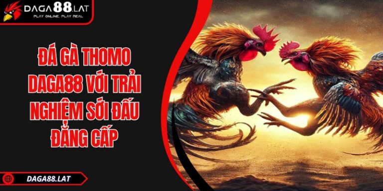 Đá Gà Thomo DAGA88 Với Trải Nghiệm Sới Đấu Đẳng Cấp 5 Đá gà Thomo