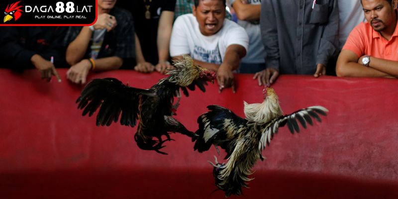 Đá Gà Trực Tiếp Casino - Sảnh Đấu Chuẩn Quốc Tế Tại DAGA88 1 Nguồn gốc và sự phát triển