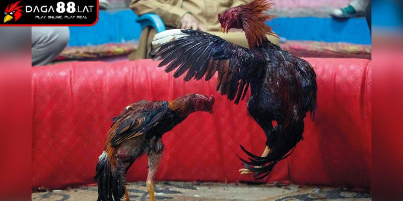 Đá Gà Trực Tiếp Casino - Sảnh Đấu Chuẩn Quốc Tế Tại DAGA88 3 Trải nghiệm chân thật