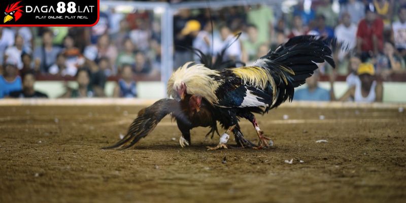 Ghi hình đa góc độ