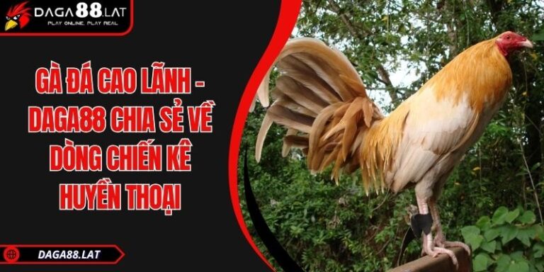 Gà Đá Cao Lãnh - DAGA88 Chia Sẻ Về Dòng Chiến Kê Huyền Thoại 1 Gà đá Cao Lãnh