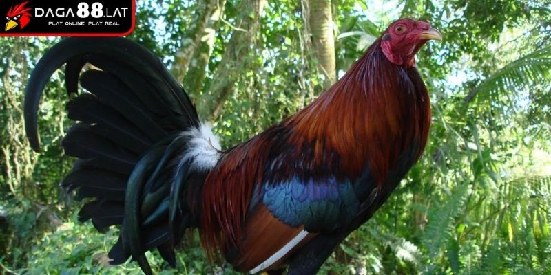 Đặc điểm ngoại hình