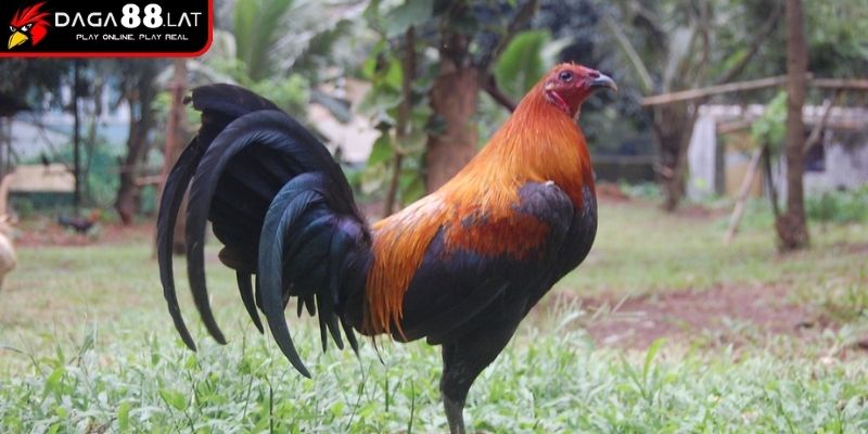 Giá trị thực chiến và vai trò của gà đá Cao Lãnh trong giới