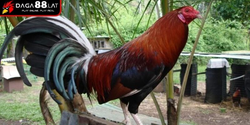 Nguồn gốc từ vùng đất sông nước Đồng Tháp
