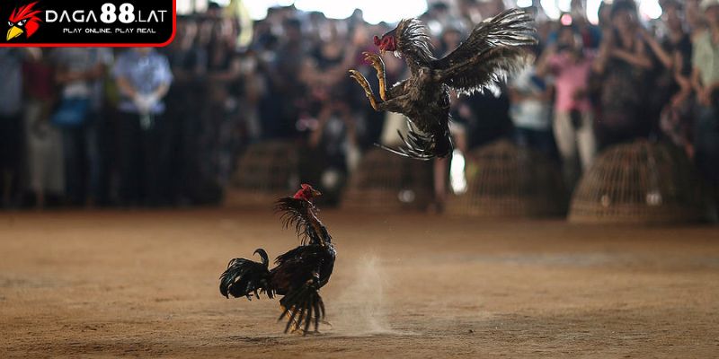 Danh tiếng tại giải quốc tế