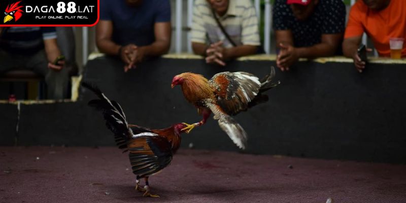 Lịch sử hình thành
