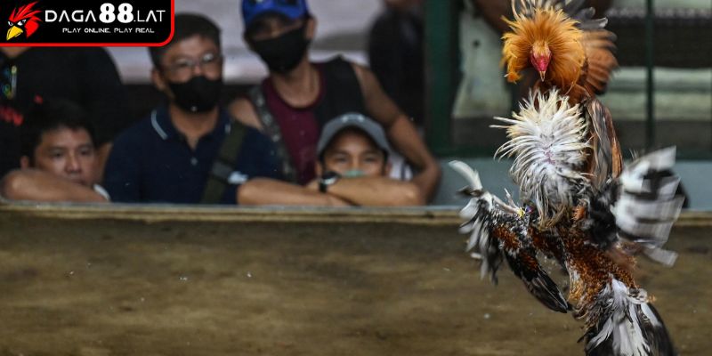 Rèn luyện thể lực gà đá Thái Lan