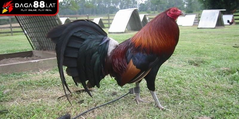 Giá trị kinh tế gà đòn Thái Lan