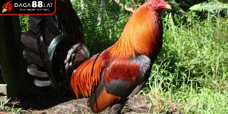 Hình thành và lai tạo
