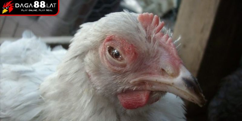 Gà Thở Khò Khè Và Hướng Điều Trị Hiệu Quả Từ DAGA88 1 Bệnh CRD ở gà