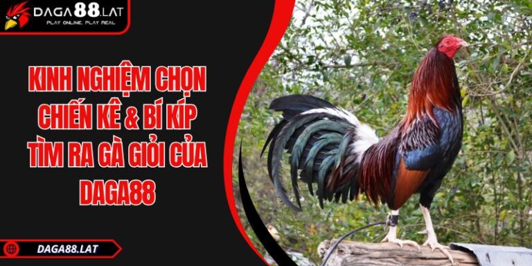 Kinh Nghiệm Chọn Chiến Kê & Bí Kíp Tìm Ra Gà Giỏi Của DAGA88 8 Kinh nghiệm chọn chiến kê
