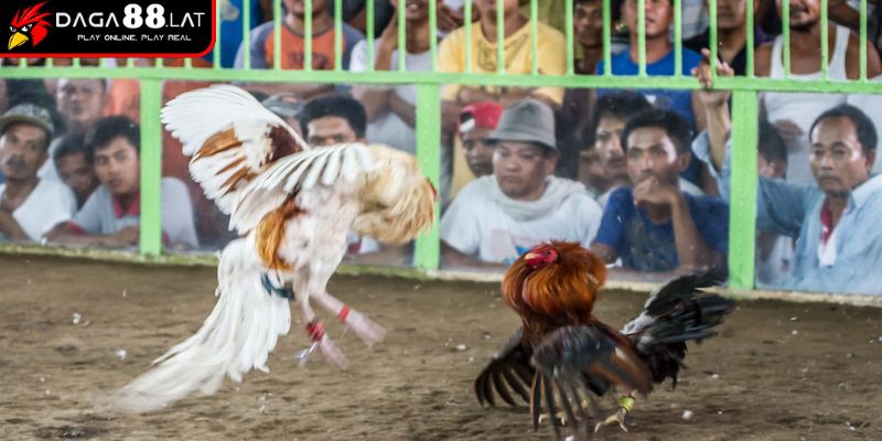 Cách xác định mức theo luật chấp gà cựa sắt