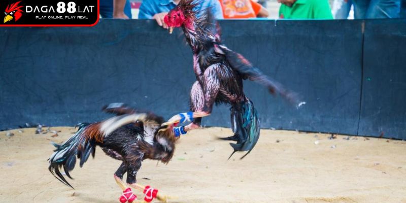 Hiểu về luật chấp gà cựa sắt
