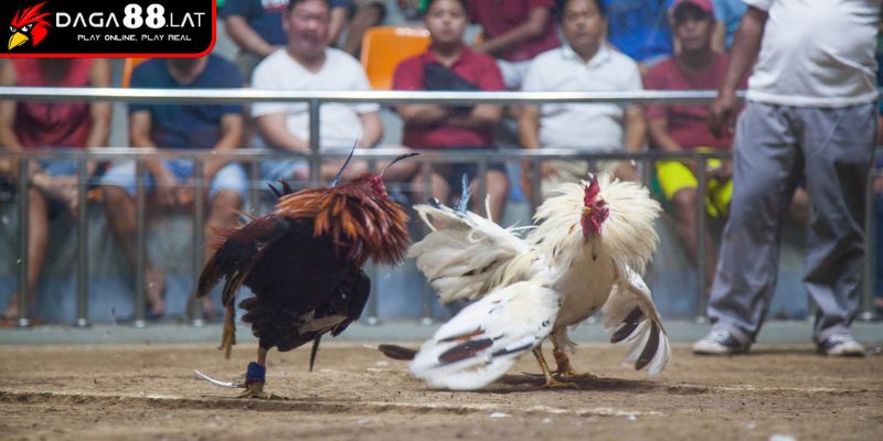 Kinh nghiệm của kê thủ khi nhận chấp