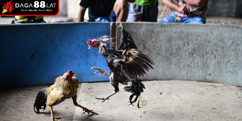 Luật xử lý vi phạm