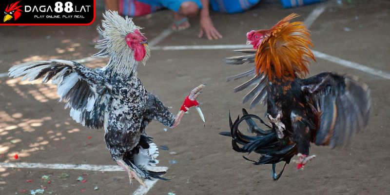 Luật đá gà miền Nam kiểm tra cựa