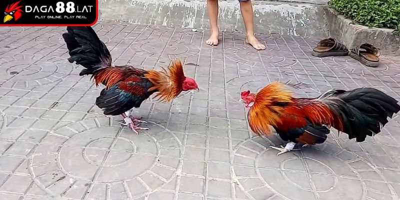 Thuật ngữ trong đá gà về trang bị trong trận đấu