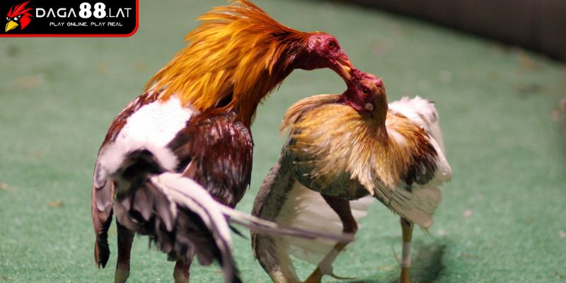 Về các loại chiến kê
