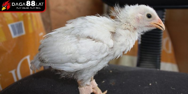 Nguyên nhân gây bệnh ORT
