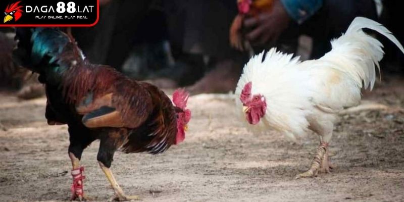 Khả năng thi đấu của top 5 gà đá cựa sắt hiếm gặp - Peru thuần
