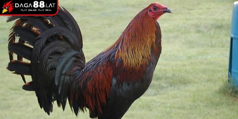 Độ hiếm trên thị trường của gà Mỹ rặc