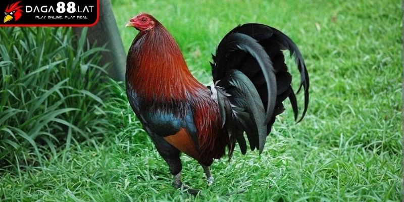 Phong cách thi đấu gà tre Việt