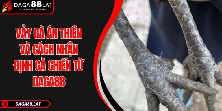 Vảy gà án thiên