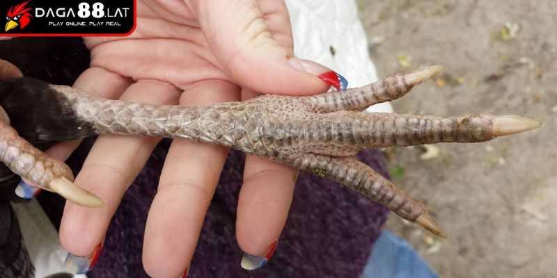 Trong đánh giá nhanh