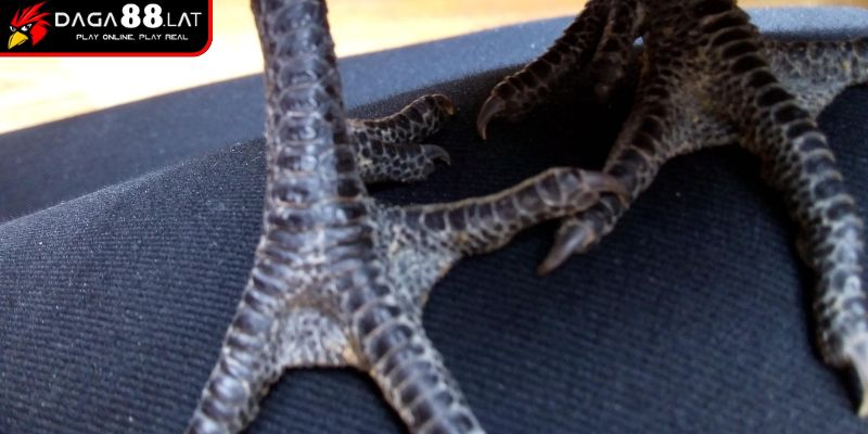 Mối liên hệ với cấu trúc xương và cơ vảy gà án thiên