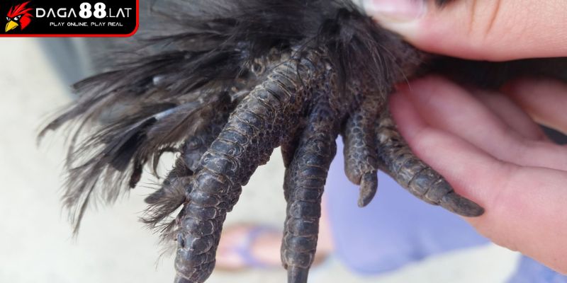 Nguồn gốc chiến kê có vảy án thiên
