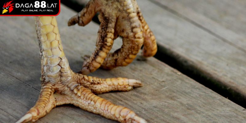 Vị trí đặc trưng của vảy gà huyền trâm