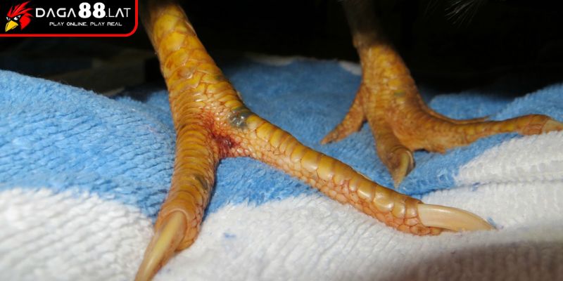 Chăm sóc, bảo tồn, phục hồi vảy gà khai vương