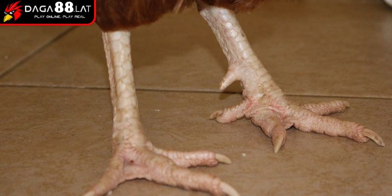 Nguồn gốc chiến kê có dáng vảy khai vương
