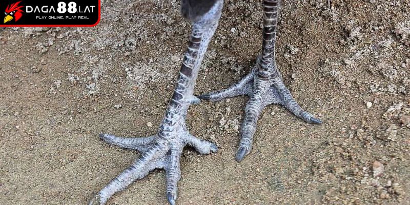 Phân tích đối chiếu với vận động chân