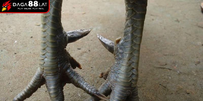 Vảy Gà Tam Tài Và Ứng Dụng Nhận Định Chiến Kê Giỏi Từ DAGA88 2 Mối liên hệ với vận động và cấu trúc chân
